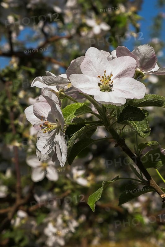 Close-up of white and pink Malus domestica, Apple tree flower blossoms in spring, Quebec, Canada, North America
