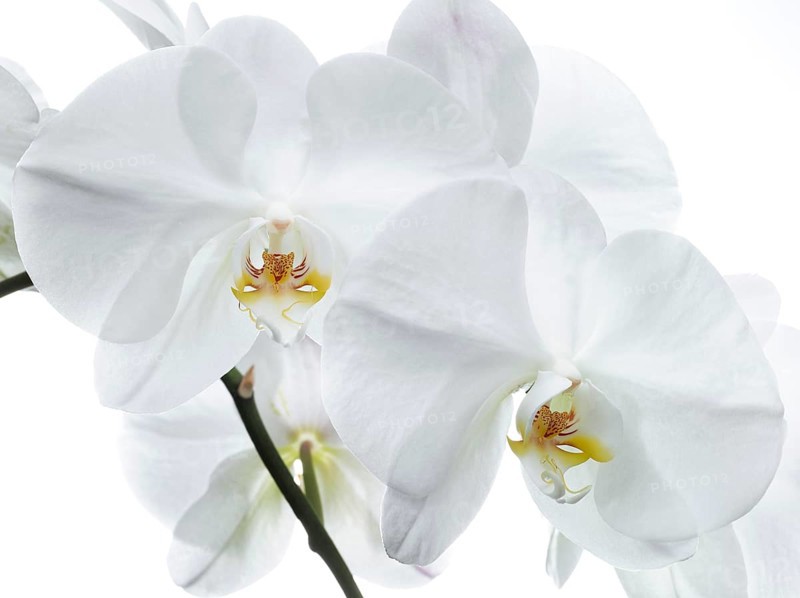 White orchid (Phalaenopsis), flowers
