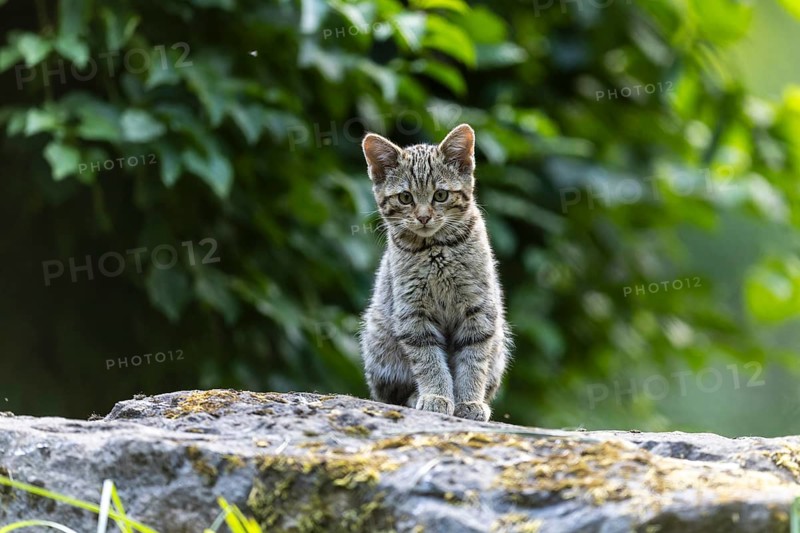 A kitten sits quietly on a stone, surrounded by green foliage in the forest, wildcat (Felis silvestris), kitten, Germany, Europe
