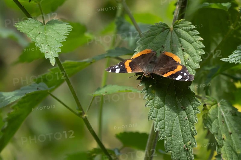 Red admiral butterfly (Vanessa atalanta) adult insect resting on a Stinging nettle leaf, Suffolk, England, United Kingdom, Europe