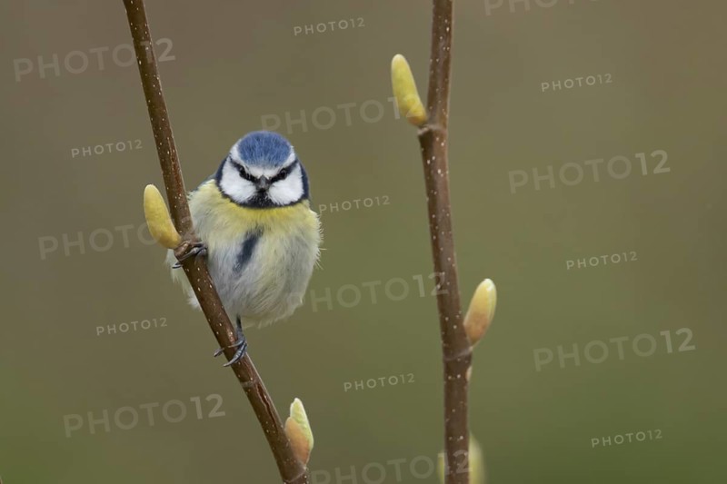 Blue tit (Cyanistes Caeruleus) adult bird in a garden Magnolia tree in the springtime, Suffolk, England, United Kingdom, Europe