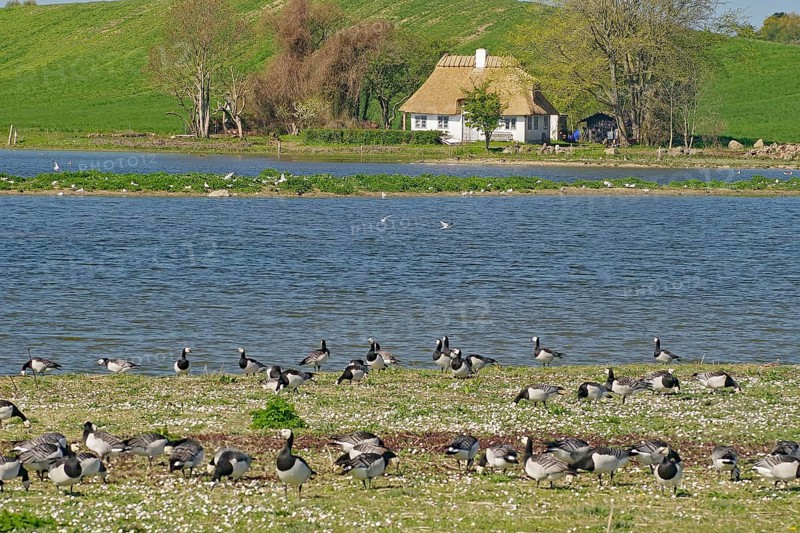 Geese in front of a lake and hill, Langeland, Manor Route, Denmark, Europe
