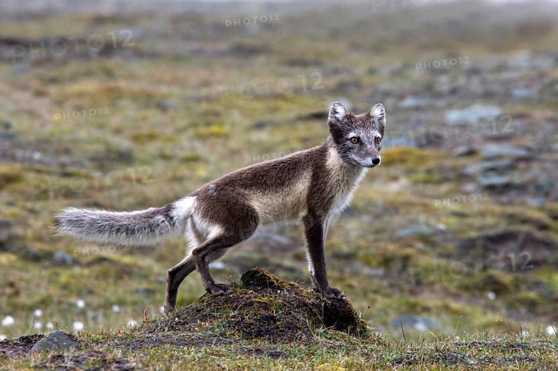 Arctic fox, (Alopex lagopus), summer fur, biotope, foraging Svalbard Spitsbergen, Norway, Europe