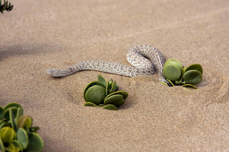 Dwarf puff adder, (Bitis peringueyi), in the dunes of Swakopmund, Namibia, Africa, Swakopmund, Africa