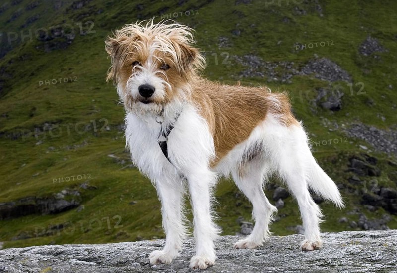 The Kromfohrländer is one of the youngest German dog breeds and has been internationally recognised since 1955, dog, dogs, (Canis lupus familiaris), male, Norway, Europe