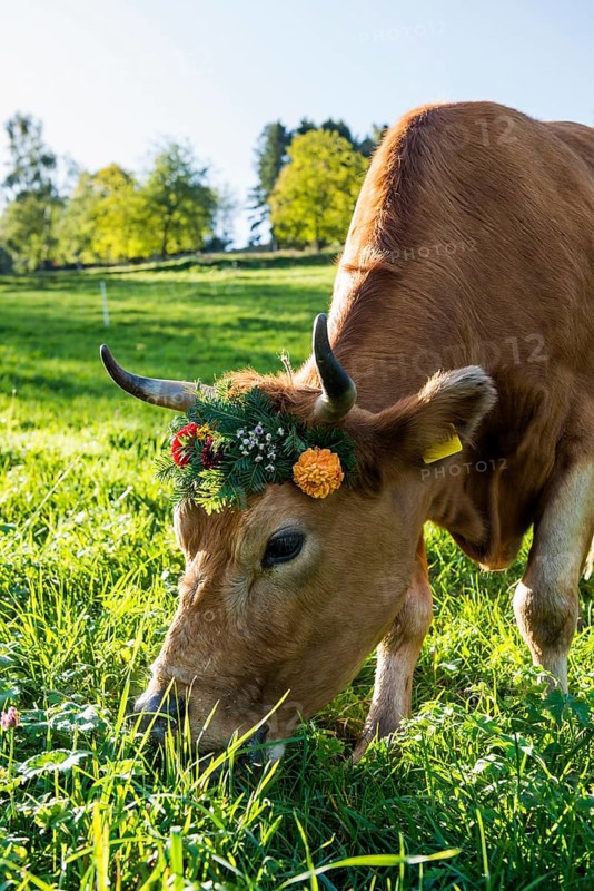 Cow decorated with flowers, cattle drive, Münstertal, Southern Black Forest, Black Forest, Baden-Württemberg, Germany, Europe