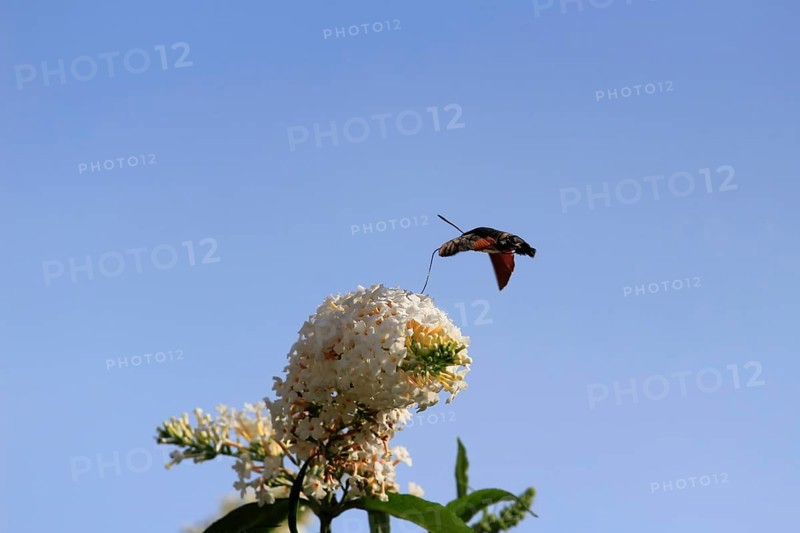 Dove tail (Macroglossum stellatarum), September, Saxony, Germany, Europe