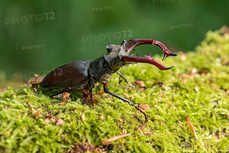 Stag beetle (Lucanus cervus), horned beetle, fire beetle, male with large mandibles, upper jaw, antlers, in the forest on moss on a tree stump, endangered species, species protection, nature conservation, rare, Raumertswald, Vogelsberg Volcanic Region nature park Park, Nidda, Wetterau, Hesse, Germany, Europe