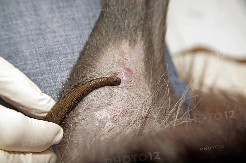 Leech (Hirudo medicinalis), dog being treated with leeches, vet