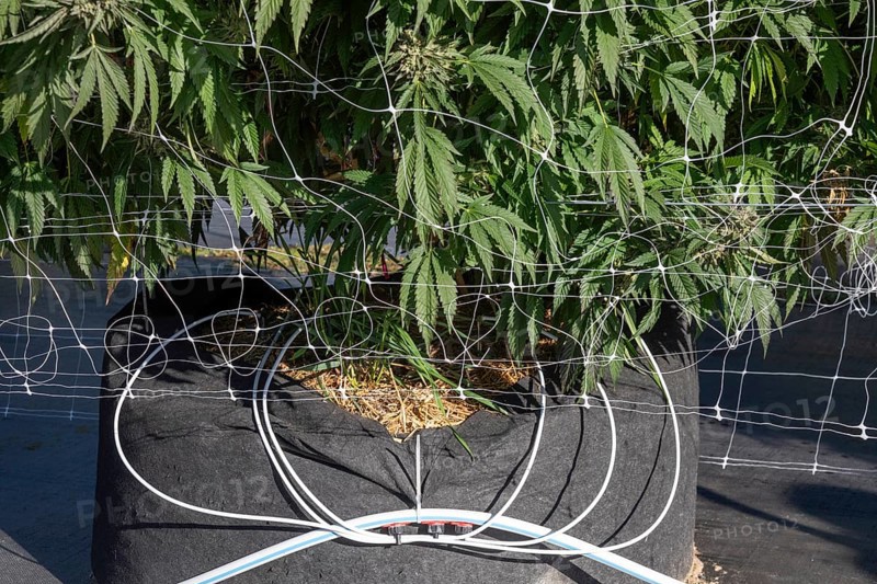 Paw Paw, Michigan, Irrigation tubes for one plant at Grasshopper Farms, a large outdoor cannabis grower in west Michigan