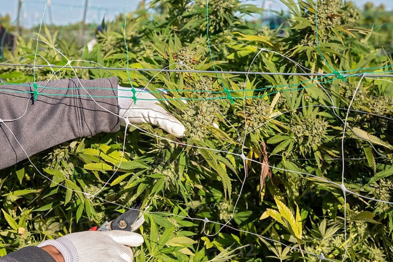 Paw Paw, Michigan, Migrant farmworkers harvest cannabis at Grasshopper Farms