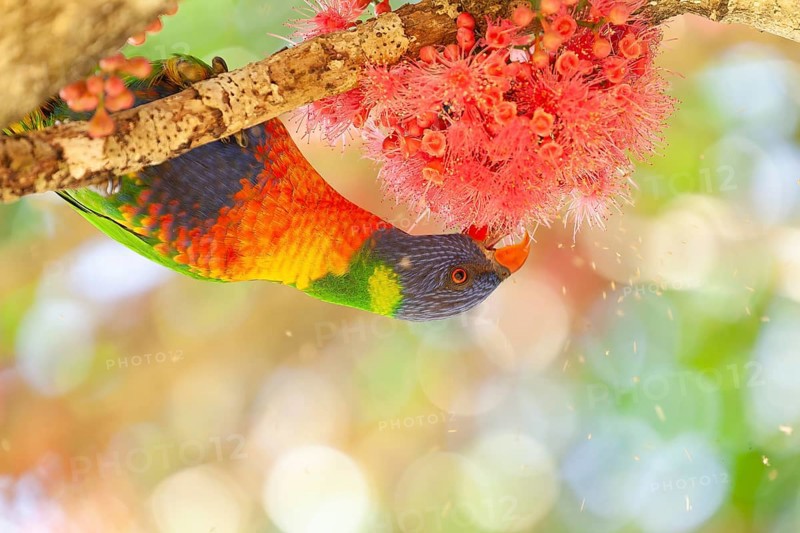 Rainbow lorikeet eating flowers of a sub-tropical rainforest tree Syzygium moorei or Coolamon tree in Mullumbimby in NSW Australia