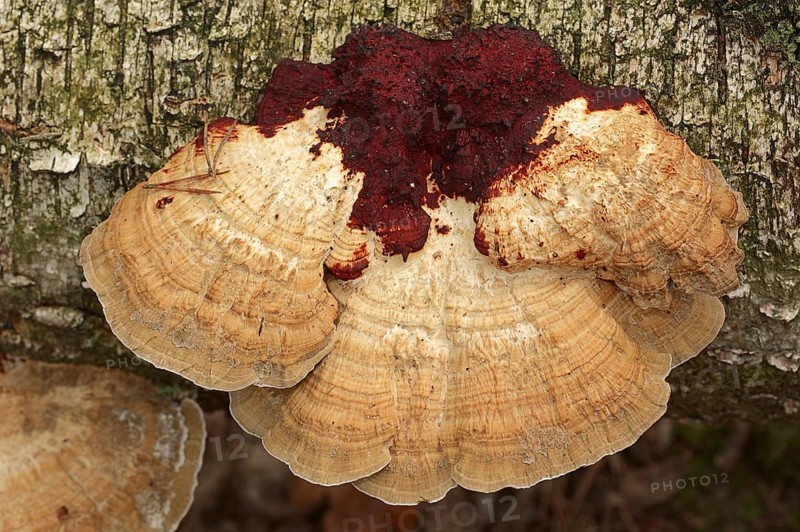 Reddening Tramete or Reddening Leaf Whorl (Daedaleopsis confragosa), North Rhine-Westphalia, Germany, Europe