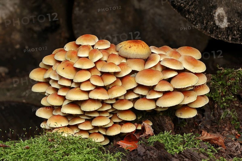 Sulphur tuft (Hypholoma fasciculare), North Rhine-Westphalia, Germany, Europe