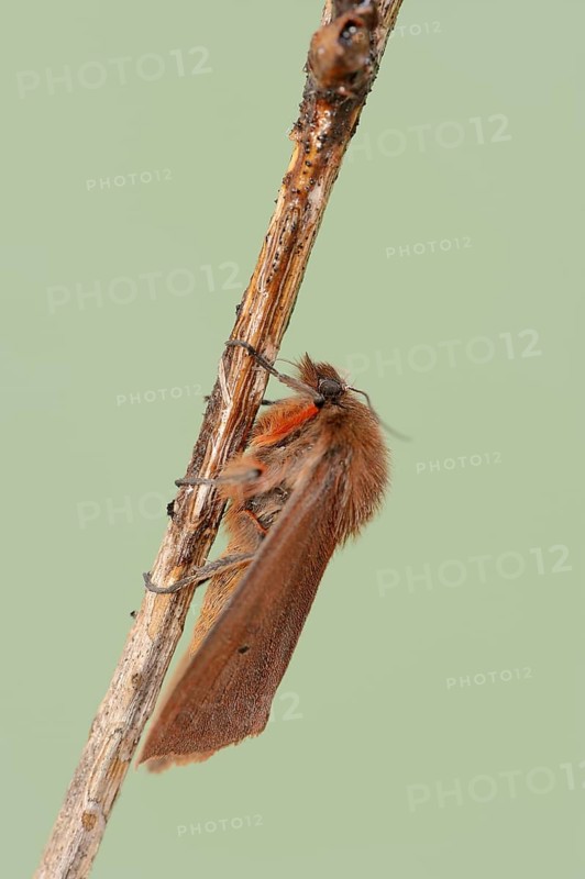 Cinnamon bear or ruby tiger (Phragmatobia fuliginosa), North Rhine-Westphalia, Germany, Europe