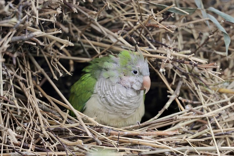 Monk parakeet (Myiopsitta monachus) in nest, captive, occurrence in South America