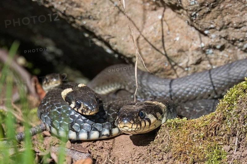 Group of Grass snakes (Natrix natrix) basking in the sun by a rock at springtime