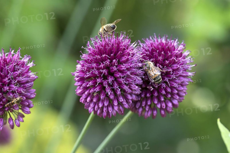 Honey bees (Apis mellifera) on flowers of the globe leek (Allium sphaerocephalon), Mecklenburg-Vorpommern, Germany, Europe
