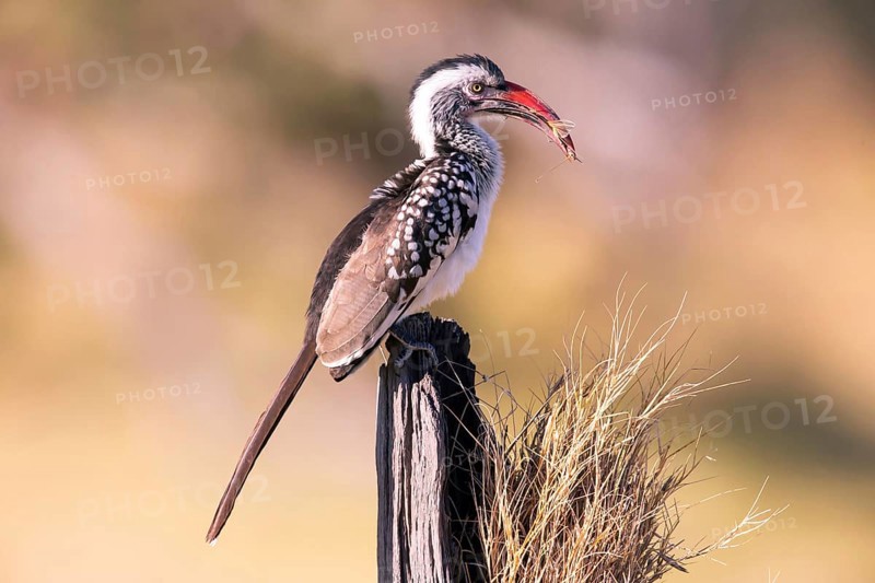 Africa, Botswana, Red-billed Hornbill, Tockus Erithrorhynchus, Botswana, Botswana, Africa