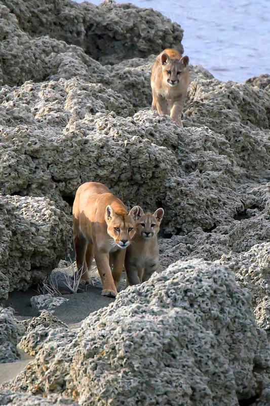 Cougar (Felis concolor patagonica) wbl. Torres del Paine NP, Chile, Torres del Paine NP, South America
