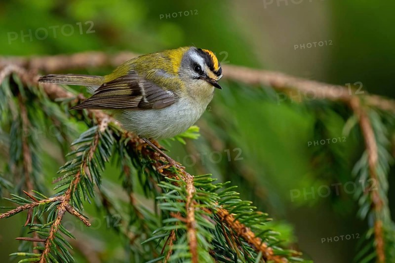 Goldcrest, Regulus ignicapillus, Luce, Mountain area, Luce, Styria, Slovenia, Europe