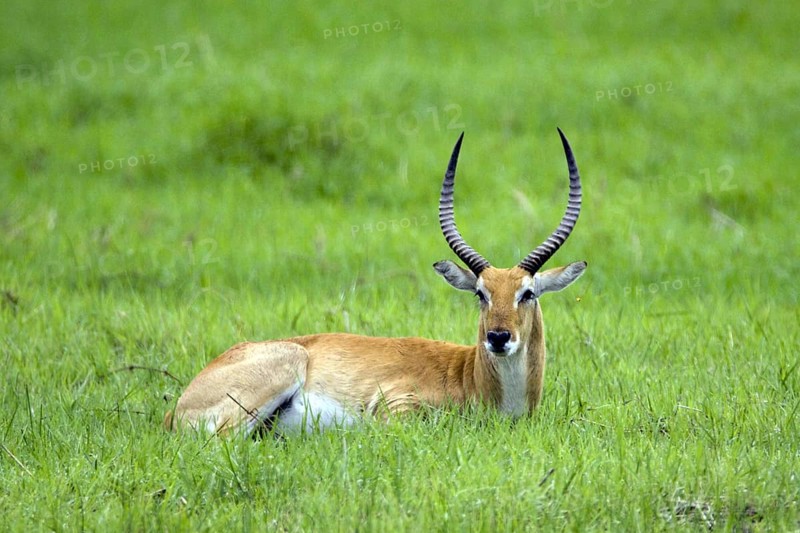 Marsh antelope, (Kobus leche) buck resting, Mahango NP, Caprivi, Namibia, Africa