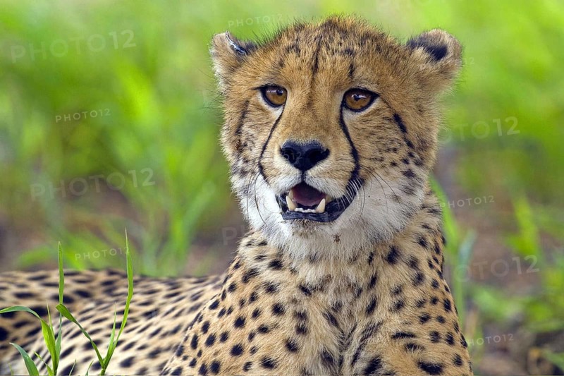 Young cheetah (Acinonyx jubatus), Cheetah, young male in the Kalahari South Africa Portrait