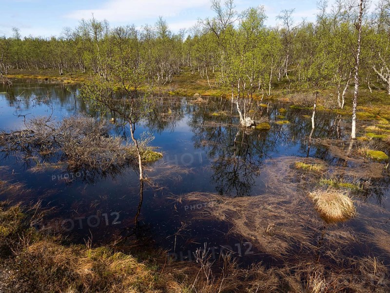 Bogland, with Hairy Birch (Betula pubescens) trees, beside Pokka, May, Finnish Lapland