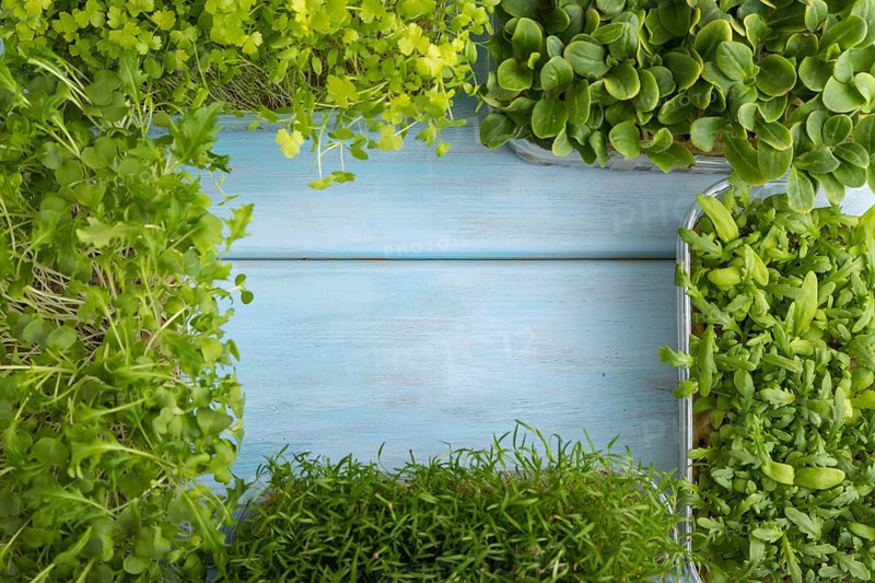 Set of boxes with microgreen sprouts of spinach, carrot, chrysanthemum, borage, mizuna cabbage on blue wooden background. Top view, flat lay, copy space, frame form