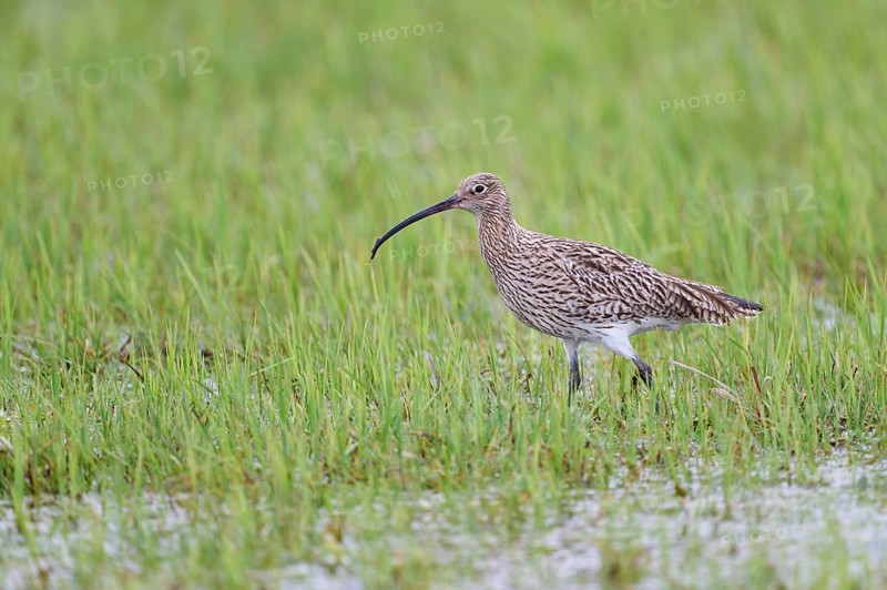 Eurasian curlew (Numenius arquata), Lower Saxony, Germany, Europe