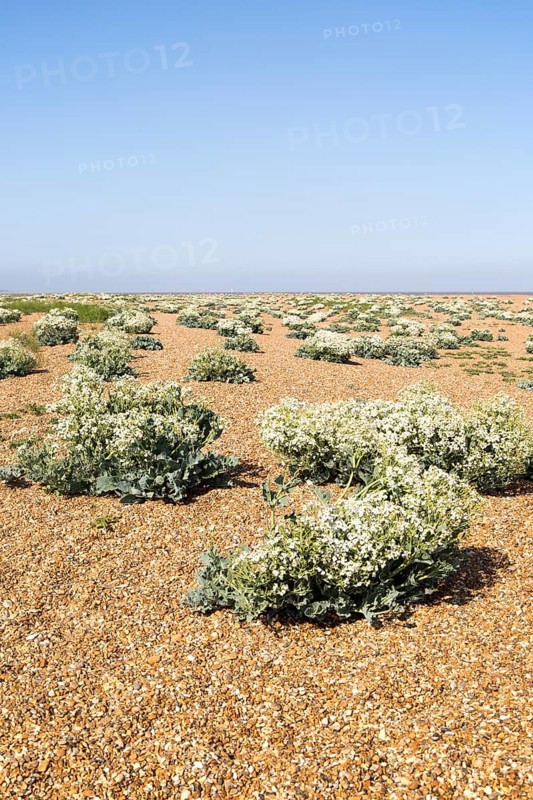 plant, Sea Kale (Crambe maritima), in flower on beach at Shingle Street, Suffolk, England, UK