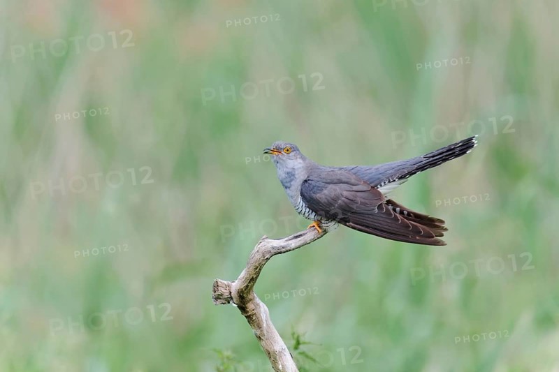 Common cuckoo (Cuculus canorus) male, Lower Saxony, Germany, Europe