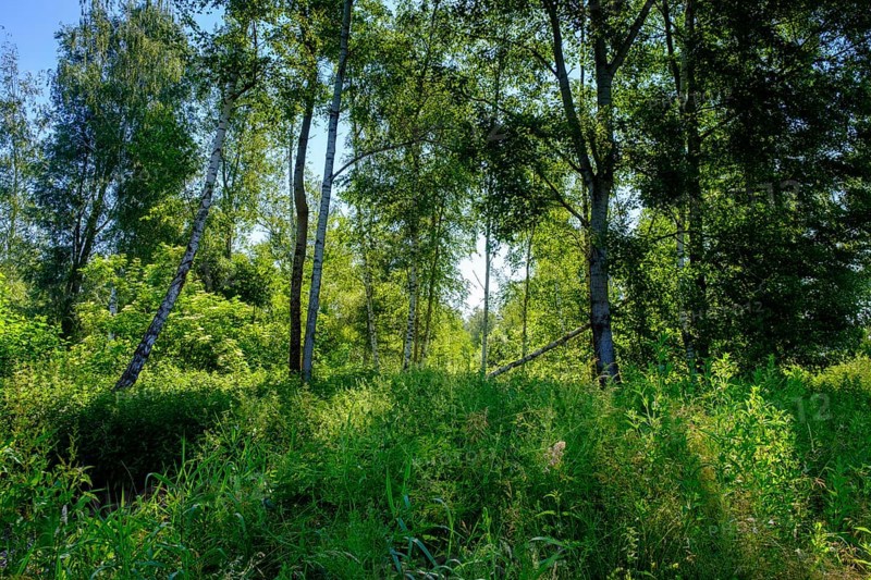 Moor adventure trail, nature conservation centre, Pfrunger-Burgweiler Ried nature reserve, Wilhelmsdorf, Linzgau, Baden-Württemberg, Germany, Europe
