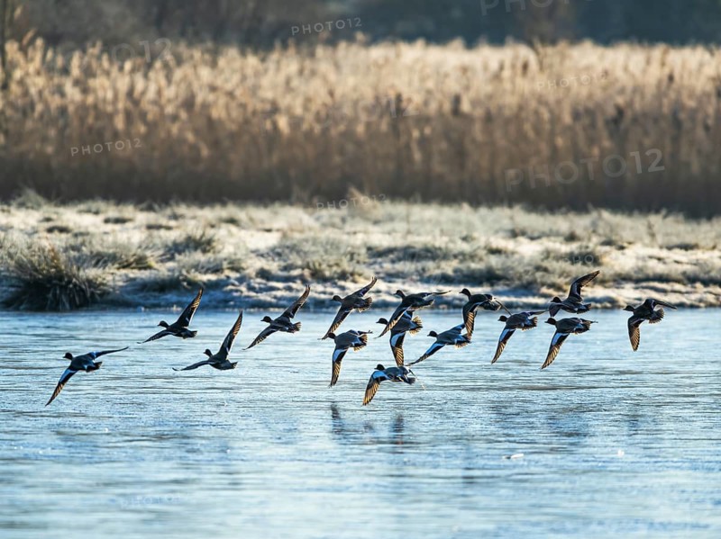 Eurasian Wigeon, Mareca penelope, birds in flight over marshes at winter