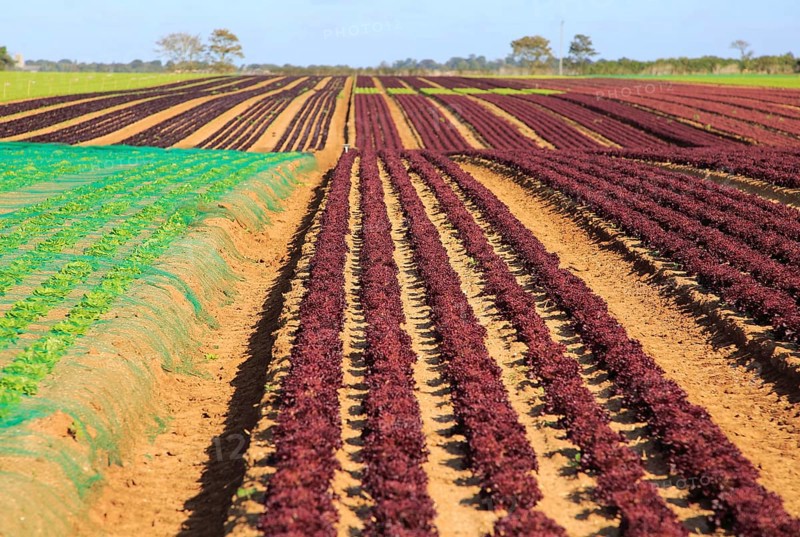 Lettuce crop growing in field, Buckanay Farm, Alderton, Suffolk, England, UK
