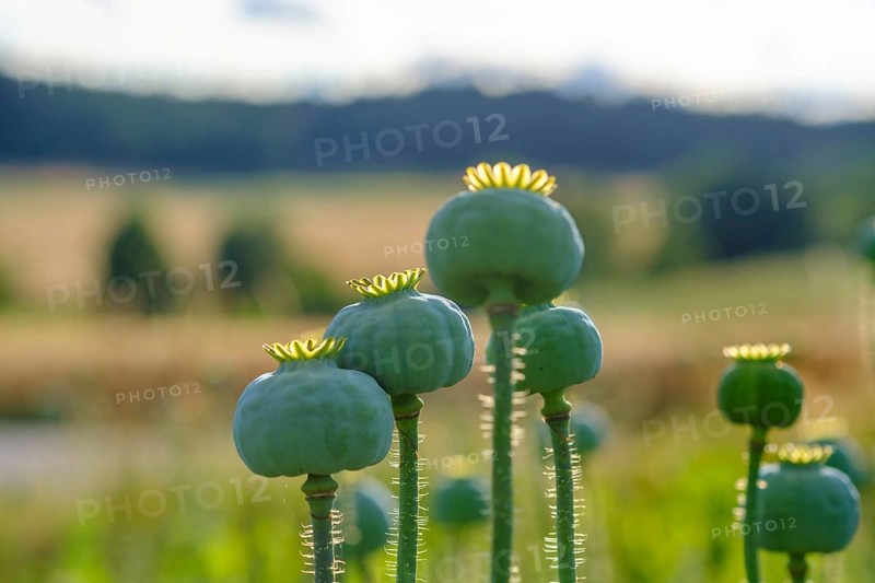 Poppy, (Papaver somniferum), poppy capsule, poppy field, Waldviertel grey poppy, poppy village Armschlag, Waldviertel, Lower Austria, Austria, Europe