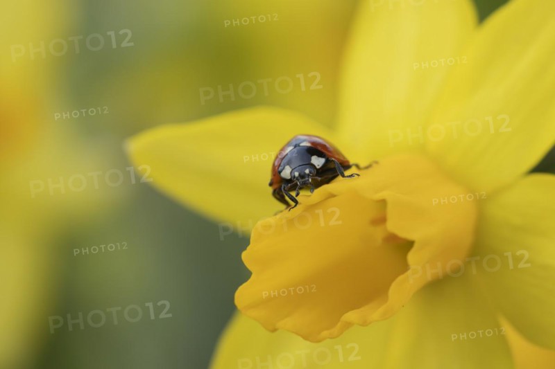 Seven-spot ladybird (Coccinella septempunctata) adult insect on a Daffodil flower in springtime, Suffolk, England United Kingdom