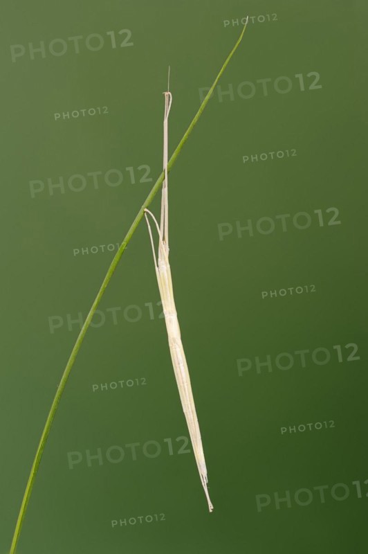 Pink Winged Stick Insect or Winged Stick Insect (Sipyloidea chlorotica, Sipyloidea sipylus), nymph, captive, occurrence in Southeast Asia
