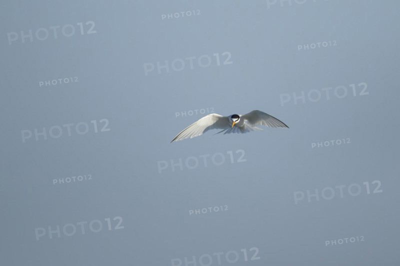 Little tern (Sternula albifrons) adult bird hovering in flight, Suffolk, England, United Kingdom, Europe