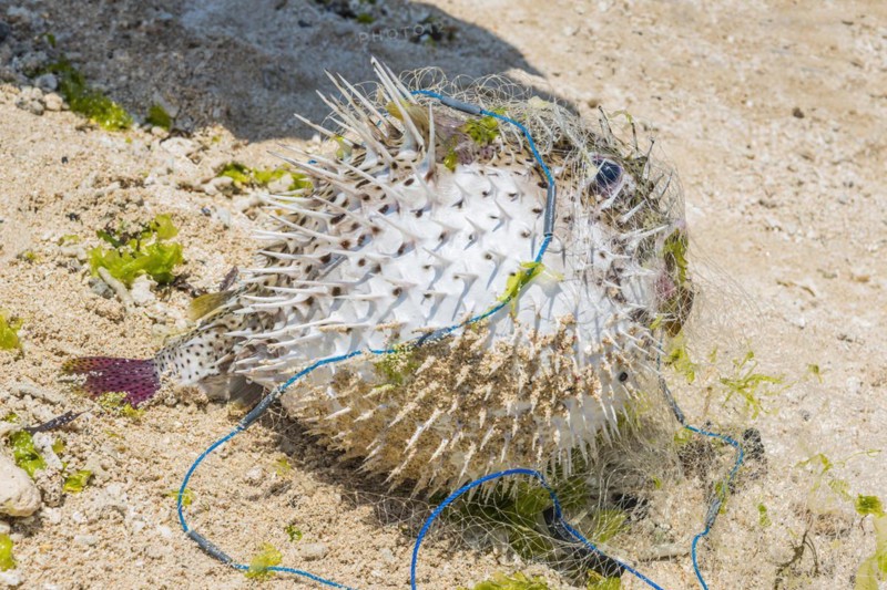 Pufferfish (Tetradontidae) on the beach, fish, food, travel, long-distance, single, catch, fishing, seafood, net, net fishing, exotic, fresh, animal, sea, sea animal, travel photo, poisonous, dangerous, sting, spiny fish, tropical, tropical fish, ocean, salt water, Bali, Indonesia, Asia