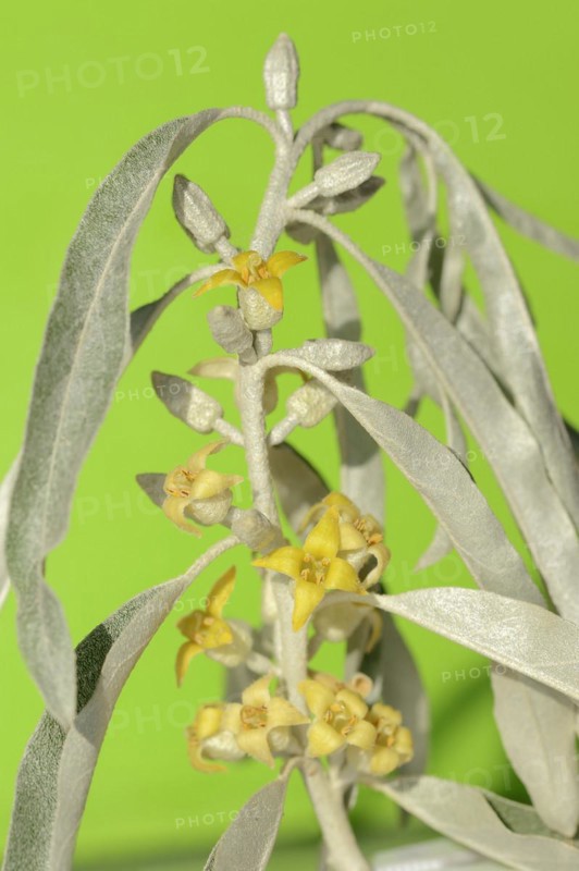 Narrow-leaved willow (Elaeagnus angustifolia), flowers and leaves, Provence, southern France