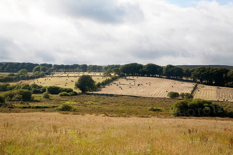 Straw bales in arable fields farming landscape Dartmoor national park, near Postbridge, Devon, England, United Kingdom, Europe