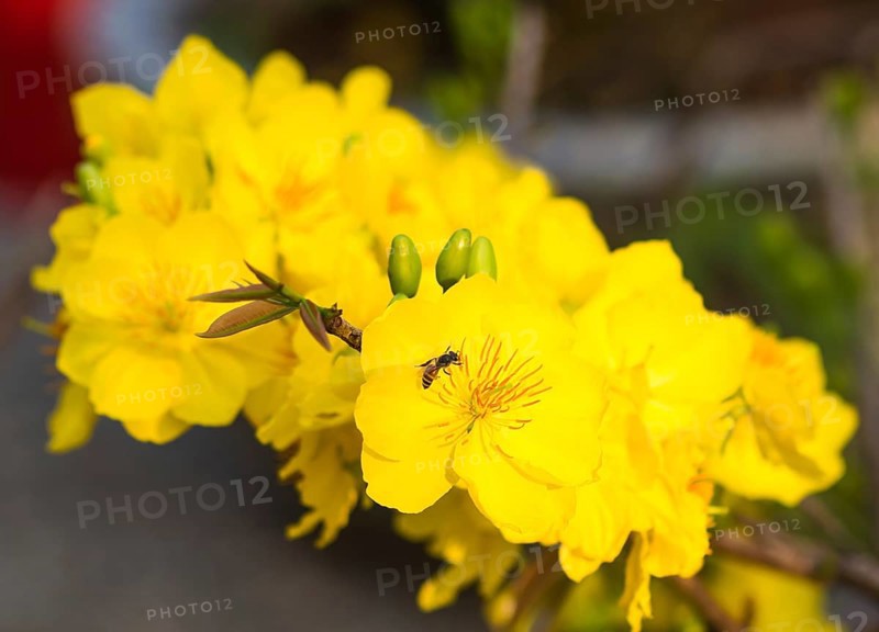 Flowering branch of yellow apricot with young leaves, Vietnam, Asia