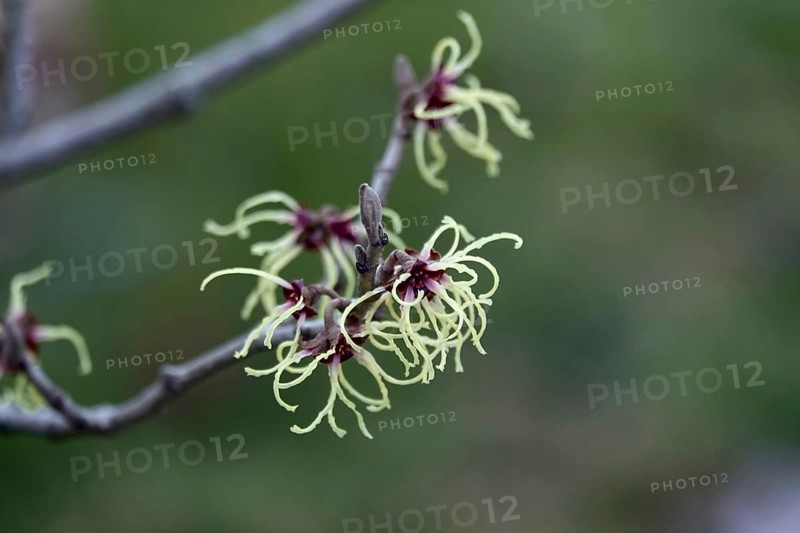 Witch-hazel (Hamamelis), February, Germany, Europe