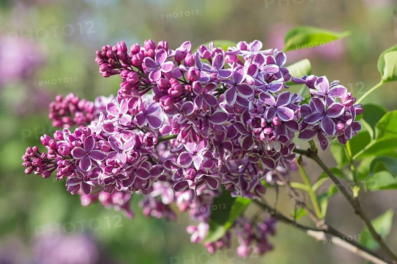 Blooming lilac in the botanical garden in spring