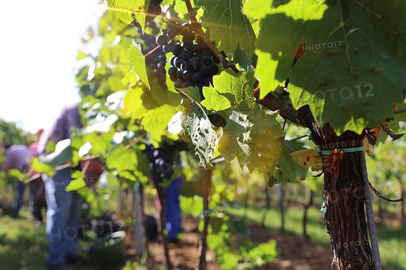 Grape grape harvest: Hand-picking Pinot Noir grapes in a vineyard in the Palatinate