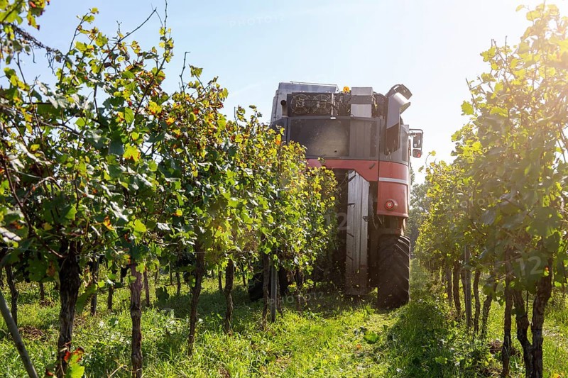 Harvest of Sankt Laurent red wine grapes in the Palatinate