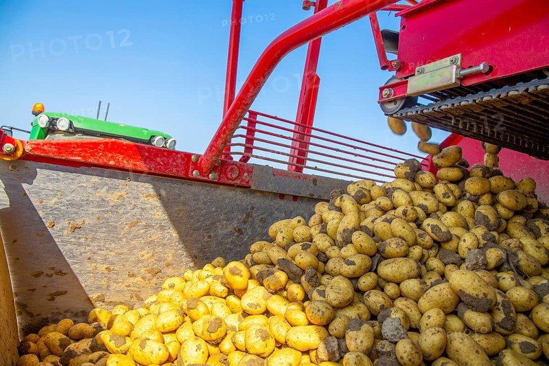 Farmer Hartmut Magin from Mutterstadt harvesting early potatoes in the Palatinate (Mutterstadt, Rhineland-Palatinate)