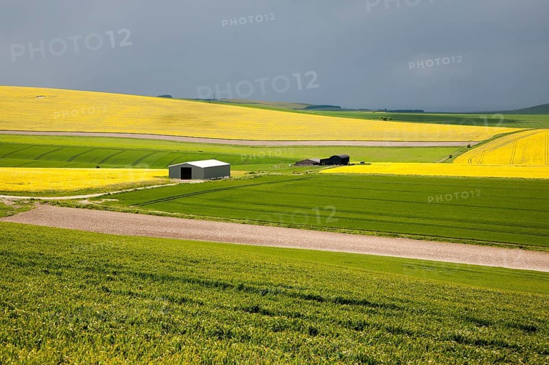 Chalk upland summer farming landscape on the Marlborough Downs, near Beckhampton, Wiltshire, England, United Kingdom, Europe