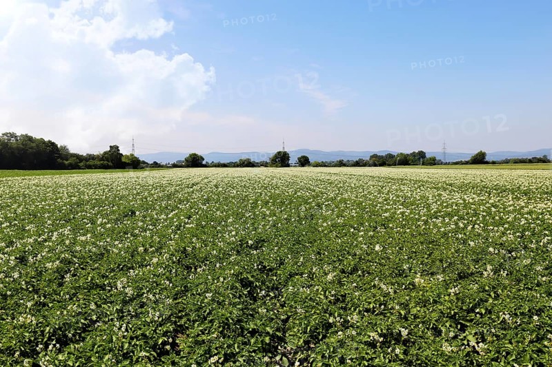 Flowering potato field near Mutterstadt, Rhineland-Palatinate